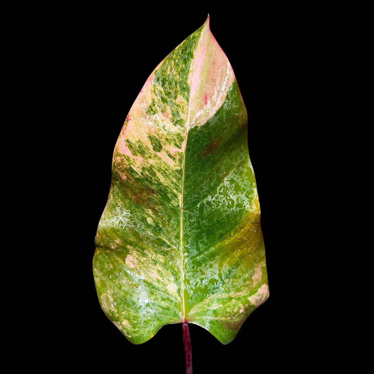 Variegated Philodendron Strawberry Shake in a Nursery Pot - Large Strawberry Shake RARE collector plant -Pink Strawberry Plant - US seller