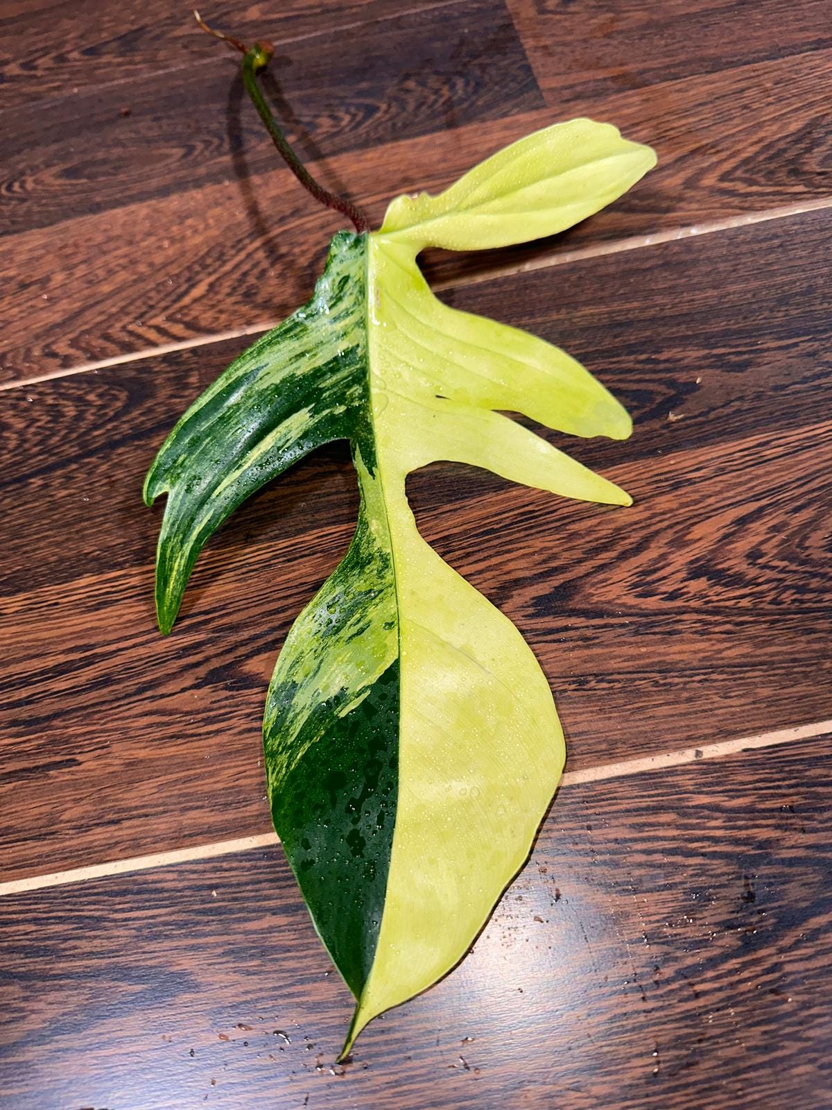 Variegated Philodendron Florida Beauty Cutting - Rare Collector Half-Moon Cutting - Rare Find - SIMILAR PLANT as the images -US Seller