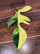 Variegated Philodendron Florida Beauty Cutting - Rare Collector Half-Moon Cutting - Rare Find - SIMILAR PLANT as the images -US Seller
