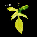 Variegated Philodendron Florida Beauty Cutting - SIMILAR PLANT as the images - Collector Plant - Rare Find - Live Plant - US Seller