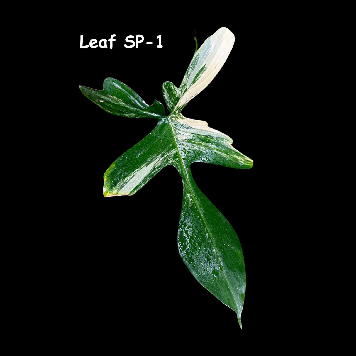 Variegated Philodendron Florida Beauty Cutting - SIMILAR Cutting as the images - Rare Collector Plant - Rare Find - US Seller