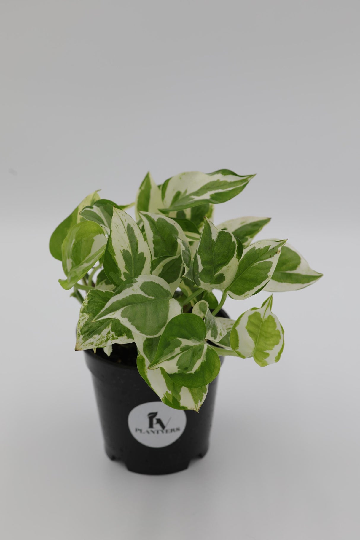 Live Pearls and Jade Pothos in a 4inch Nursery Pot | Low Light Variegated Houseplants | Air Purifying Indoor Plants | Vining Office Plant