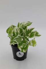 Live Pearls and Jade Pothos in a 4inch Nursery Pot | Low Light Variegated Houseplants | Air Purifying Indoor Plants | Vining Office Plant