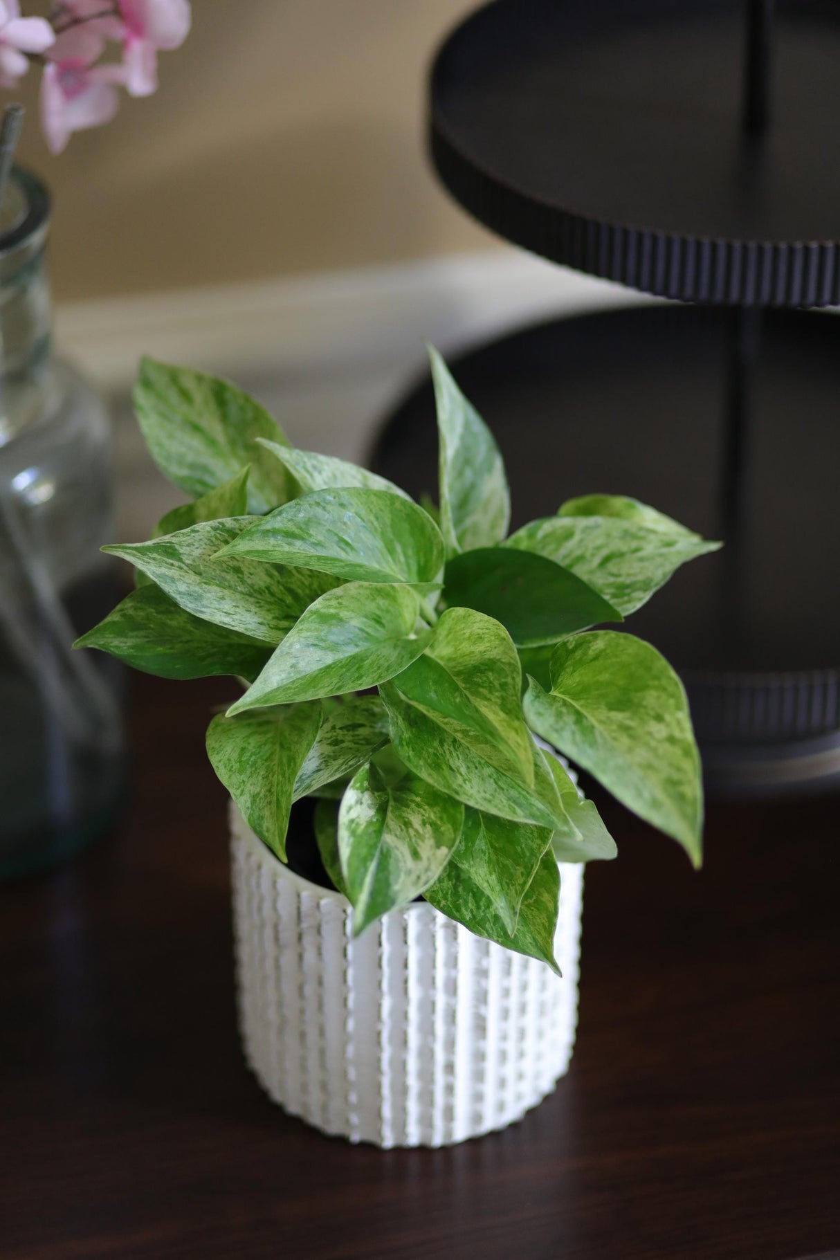 Marble Queen Pothos Plant in a 3" Nursery Pot- Indoor Vining Houseplants - Marble Pothos - Air Purifying Epipremnum - Low Light Indoor Plant