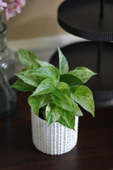 Marble Queen Pothos Plant in a 3" Nursery Pot- Indoor Vining Houseplants - Marble Pothos - Air Purifying Epipremnum - Low Light Indoor Plant