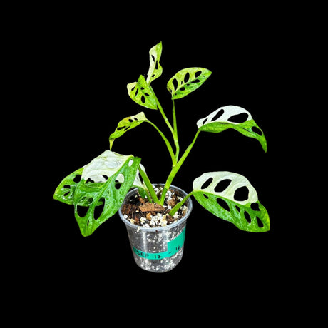 Variegated Monstera Adansonii Albo in a Nursery Pot - White Swiss Cheese Half-Moon Leaf Potted Plant- SAME pot as Image - US Seller