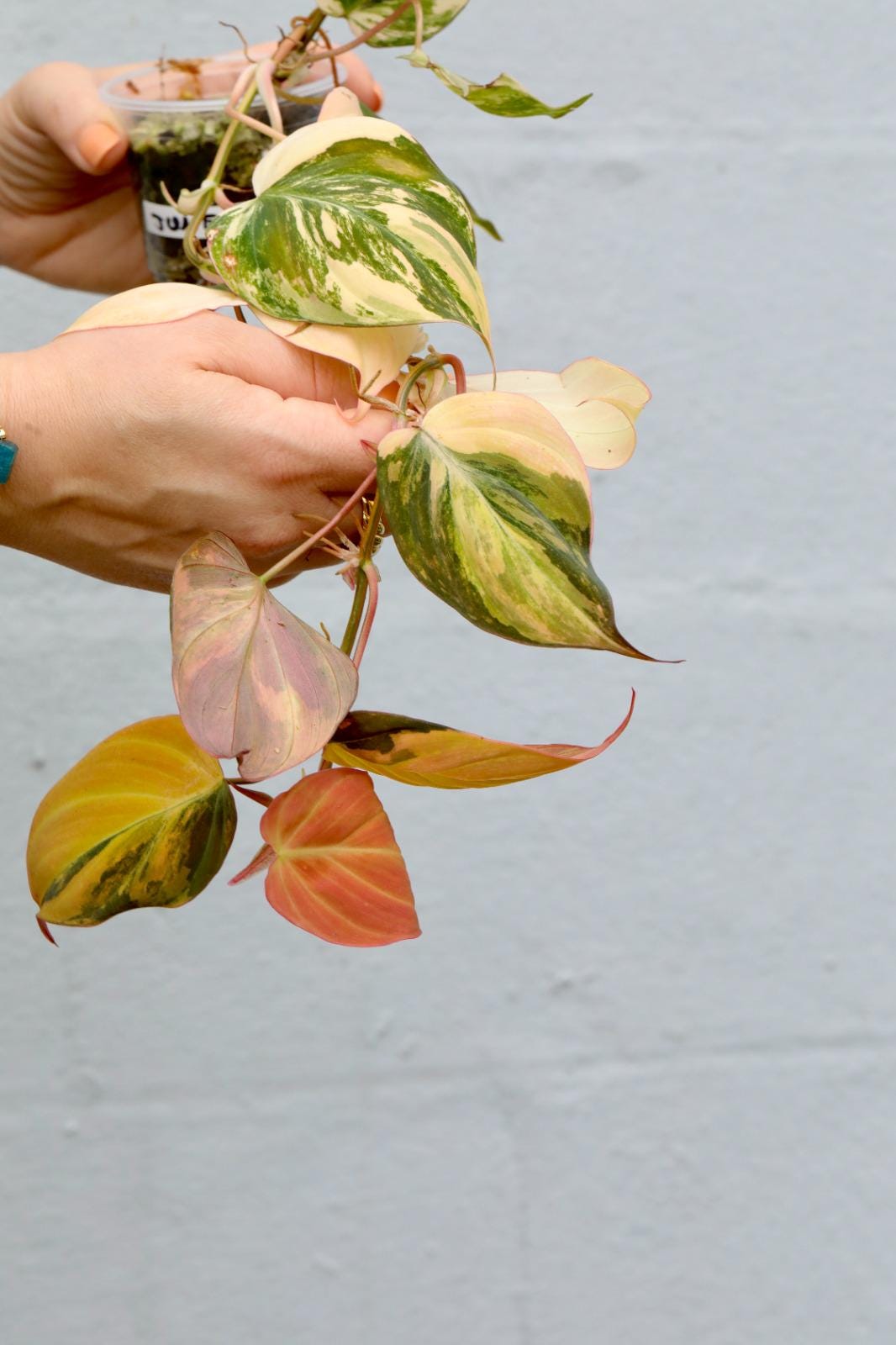 Variegated Philodendron Mican in a Nursery Pot- Velvet Heartleaf Philodendron - Low Light Vining Indoor Plant - Exotic Office Plants