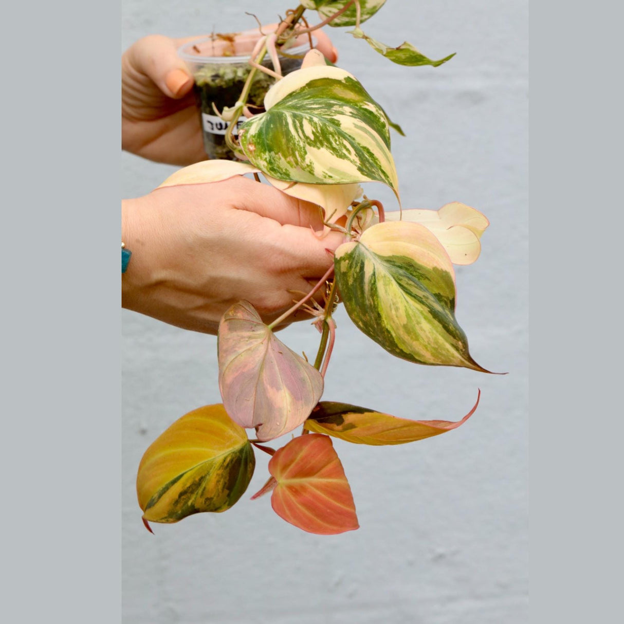 Variegated Philodendron Mican in a Nursery Pot- Velvet Heartleaf Philodendron - Low Light Vining Indoor Plant - Exotic Office Plants