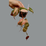 Rare Variegated Philodendron Mican Pink Mature Plant in a Nursery Pot - Heartleaf Pink Mican - US Seller - Potted Plant
