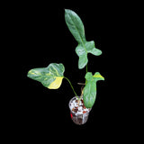 Variegated Philodendron Bipennifolium in a Nursery Pot - Philodendron Bipennifolium Plant - Exact SAME Plant - US Seller