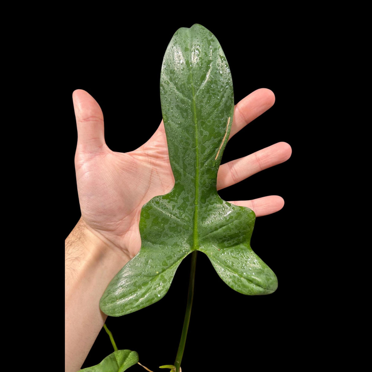 Variegated Philodendron Bipennifolium in a Nursery Pot - Philodendron Bipennifolium Plant - Exact SAME Plant - US Seller