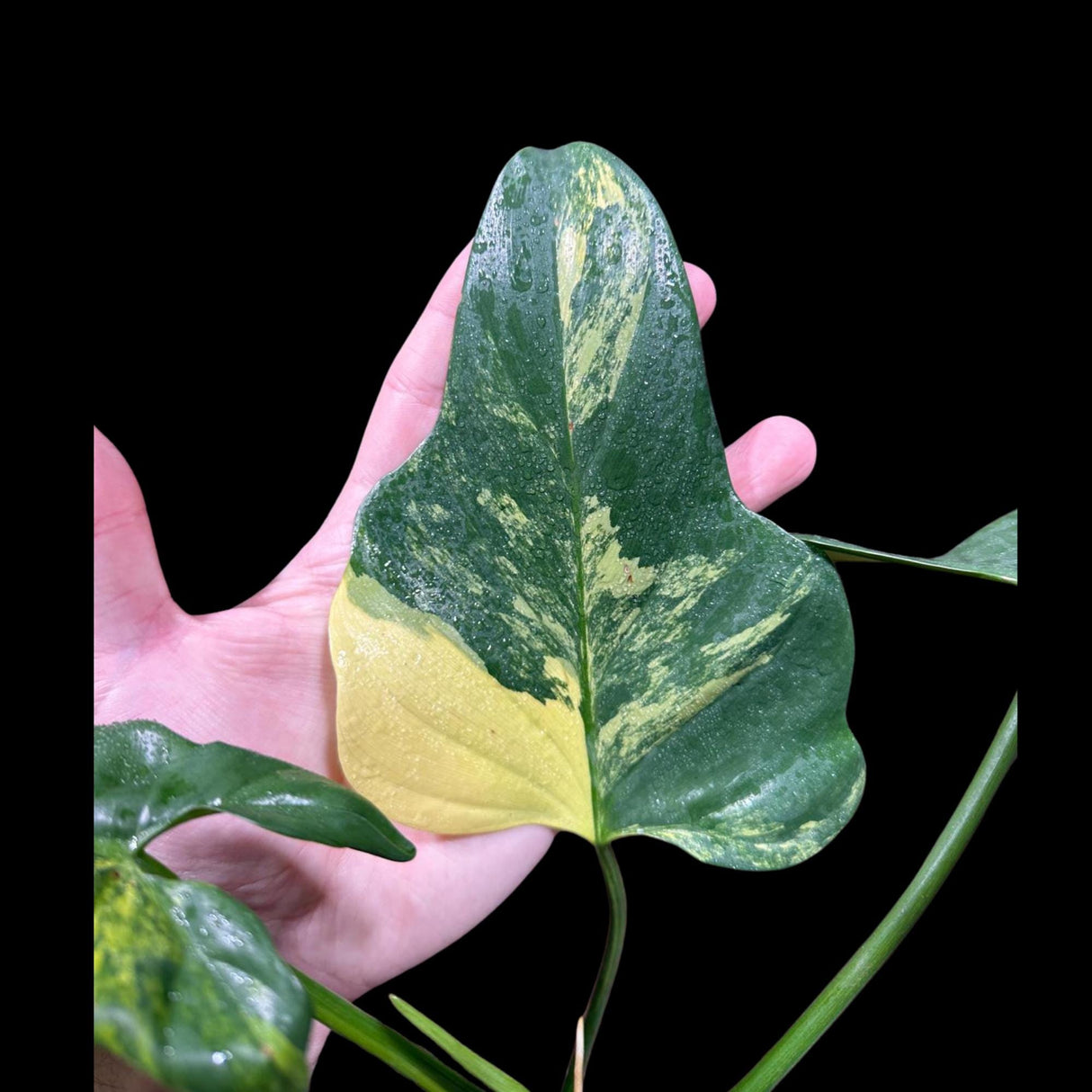 Variegated Philodendron Bipennifolium in a Nursery Pot - Philodendron Bipennifolium Plant - Exact SAME Plant - US Seller