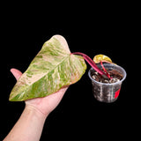 Variegated Philodendron Strawberry Shake in a Nursery Pot - Strawberry Shake RARE Collector Potted Plant - Live Indoor Plant - US seller