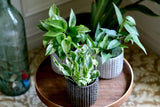 Pack of 3 for Cebu Blue, Marble Pothos and N'Joy Pothos in a 4" Nursery Pots - Variegated Indoor Easy Care Houseplant - Air Purifier Plants