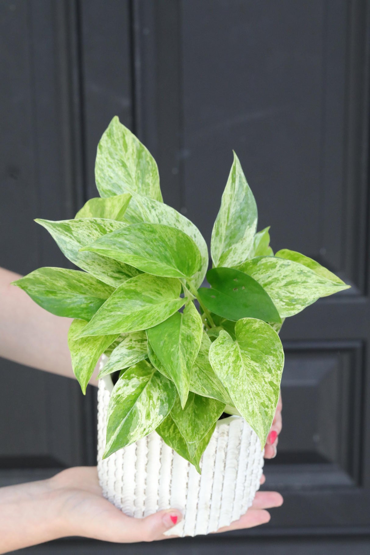 Marble Queen Pothos Plant in a 3" Nursery Pot- Indoor Vining Houseplants - Marble Pothos - Air Purifying Epipremnum - Low Light Indoor Plant