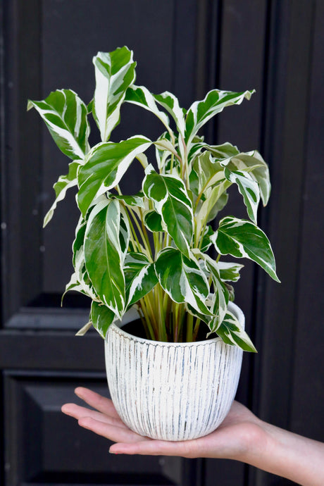 Calathea Fusion White in a 4" Nursery Pot | Low Maintenance Best Indoor Plant| Calathea White Fusion | Easy Indoor Office Houseplants