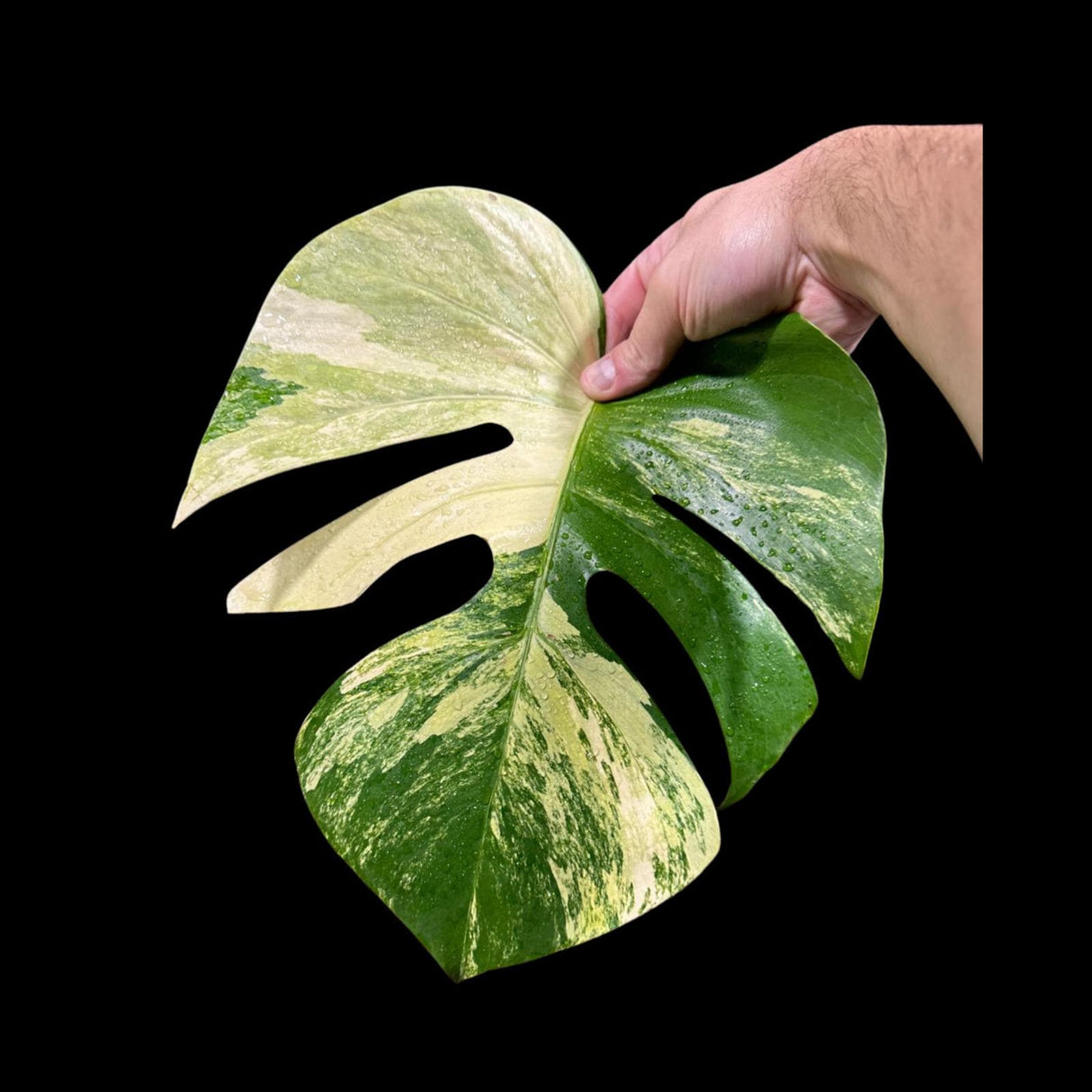 Monstera Aurea High Variegated Borsigiana in a Nursery Pot - Monstera Aurea Top Cut Potted Plant - Monstera Marmota - SAME PLANT as images