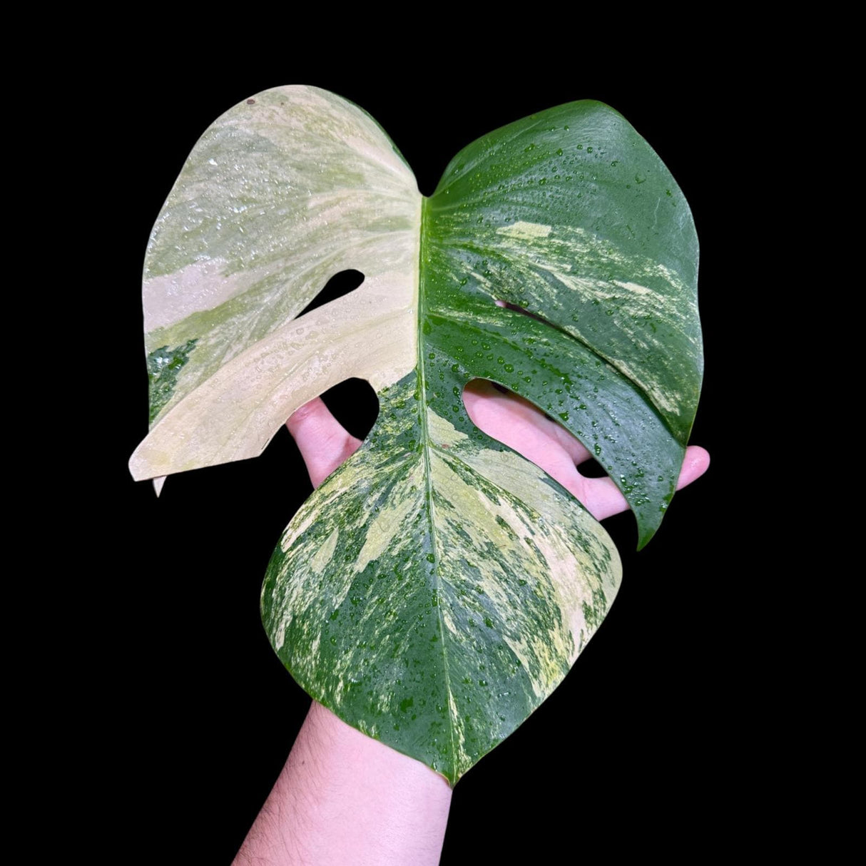 Monstera Aurea High Variegated Borsigiana in a Nursery Pot - Monstera Aurea Top Cut Potted Plant - Monstera Marmota - SAME PLANT as images