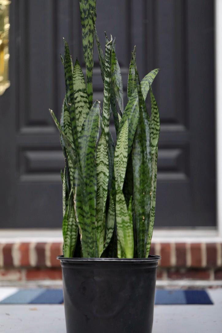 Sansevieria Zeylanica in a 10" Nursery Pot - Chameleon ZZ Plant - Snake Plan - Low Light Houseplants - Pet Safe Indoor Plants