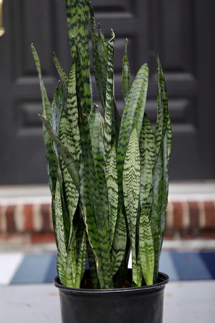 Sansevieria Zeylanica in a 10" Nursery Pot - Chameleon ZZ Plant - Snake Plan - Low Light Houseplants - Pet Safe Indoor Plants
