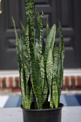 Sansevieria Zeylanica in a 10" Nursery Pot - Chameleon ZZ Plant - Snake Plan - Low Light Houseplants - Pet Safe Indoor Plants