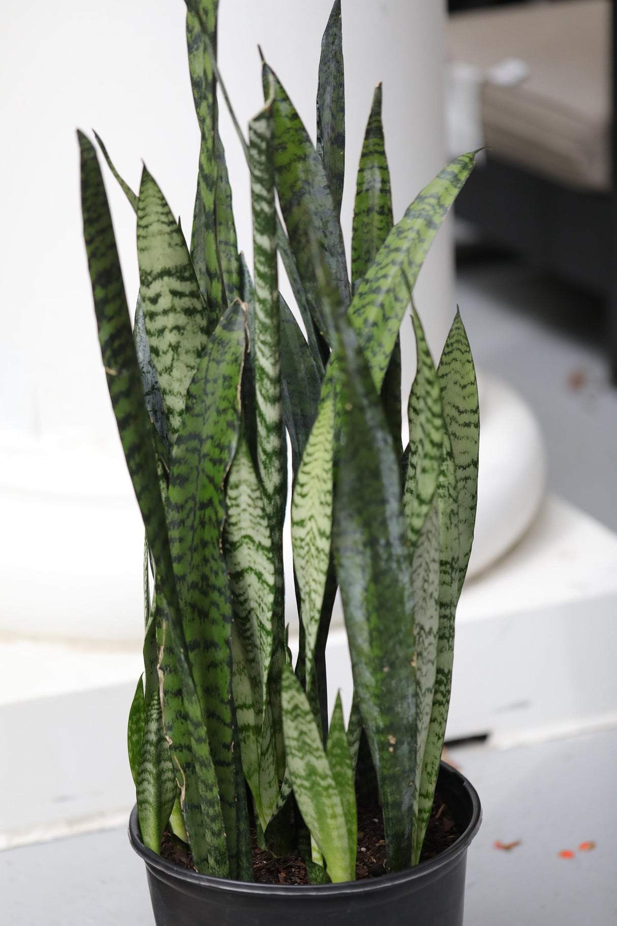Sansevieria Zeylanica in a 10" Nursery Pot - Chameleon ZZ Plant - Snake Plan - Low Light Houseplants - Pet Safe Indoor Plants