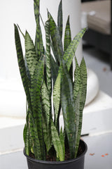 Sansevieria Zeylanica in a 10" Nursery Pot - Chameleon ZZ Plant - Snake Plan - Low Light Houseplants - Pet Safe Indoor Plants