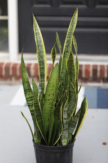 Live Snake Plant in 10" Nursery pot - Mother-In-Law's-Tongue Plant - Sansevieria Laurentii - Air Purifier Indoor Plant - Gift Houseplant