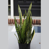 Live Snake Plant in 10" Nursery pot - Mother-In-Law's-Tongue Plant - Sansevieria Laurentii - Air Purifier Indoor Plant - Gift Houseplant