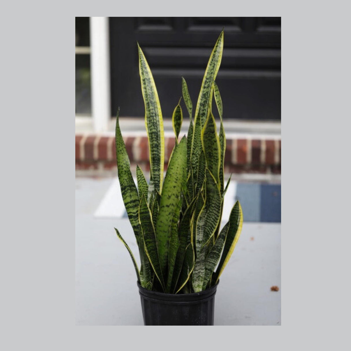 Live Snake Plant in 10" Nursery pot - Mother-In-Law's-Tongue Plant - Sansevieria Laurentii - Air Purifier Indoor Plant - Gift Houseplant