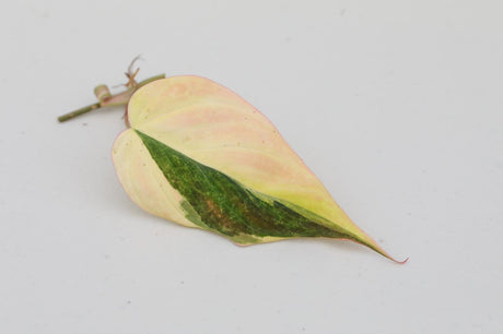 Rare Variegated Philodendron Mican Pink Cuttings - Heartleaf Pink Mican - Gift Houseplant - Exact SAME Cuttings - US Seller