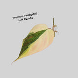 Rare Variegated Philodendron Mican Pink Cuttings - Heartleaf Pink Mican - Gift Houseplant - Exact SAME Cuttings - US Seller