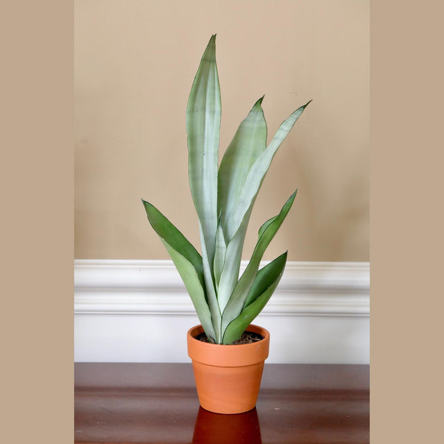 snake plant animal safe Sansevieria Masoniana in a 4" Nursery Pot | Moonshine Snake Plant