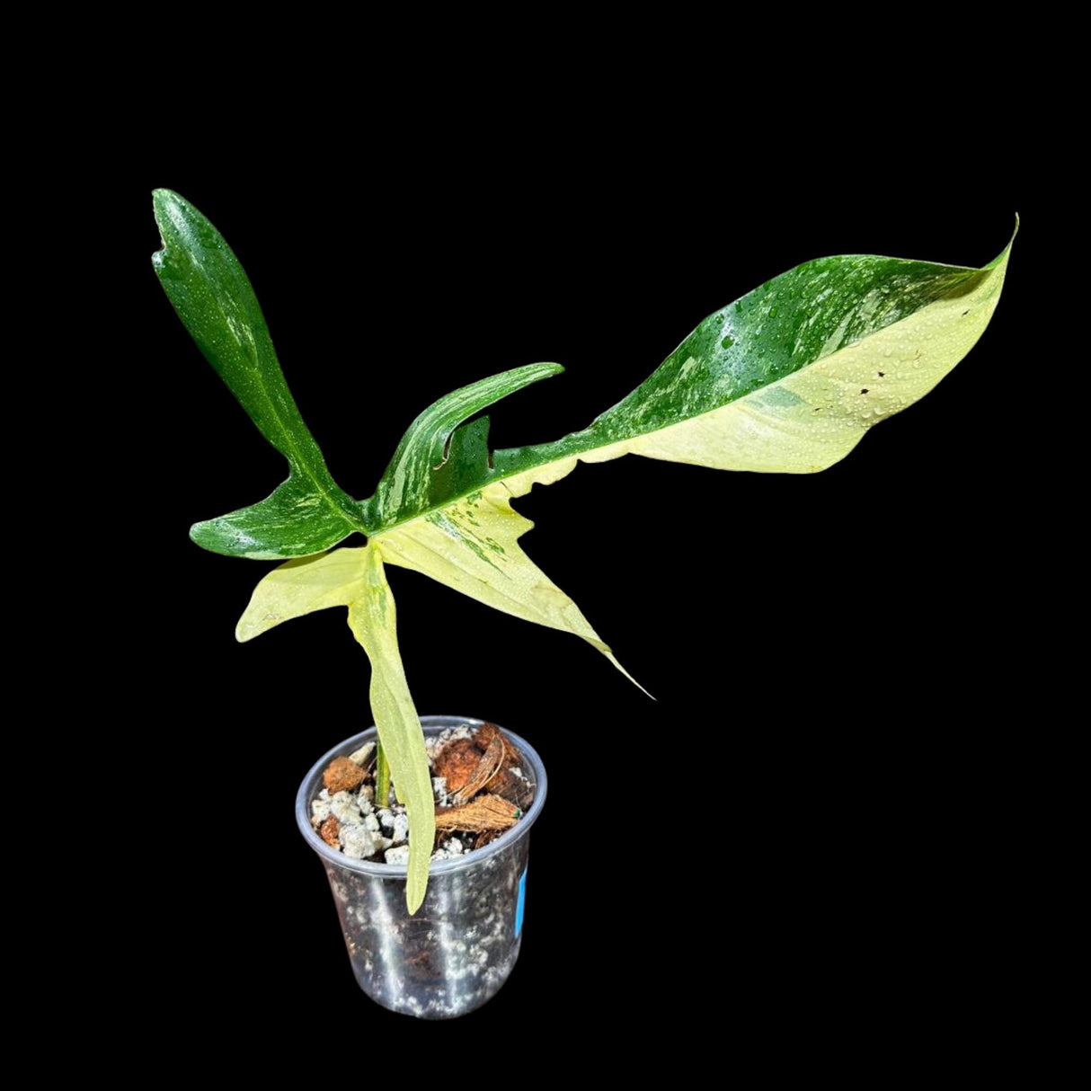 Variegated Philodendron Florida Beauty Cutting Potted - Extremely Rare Variety of Florida For Collectors