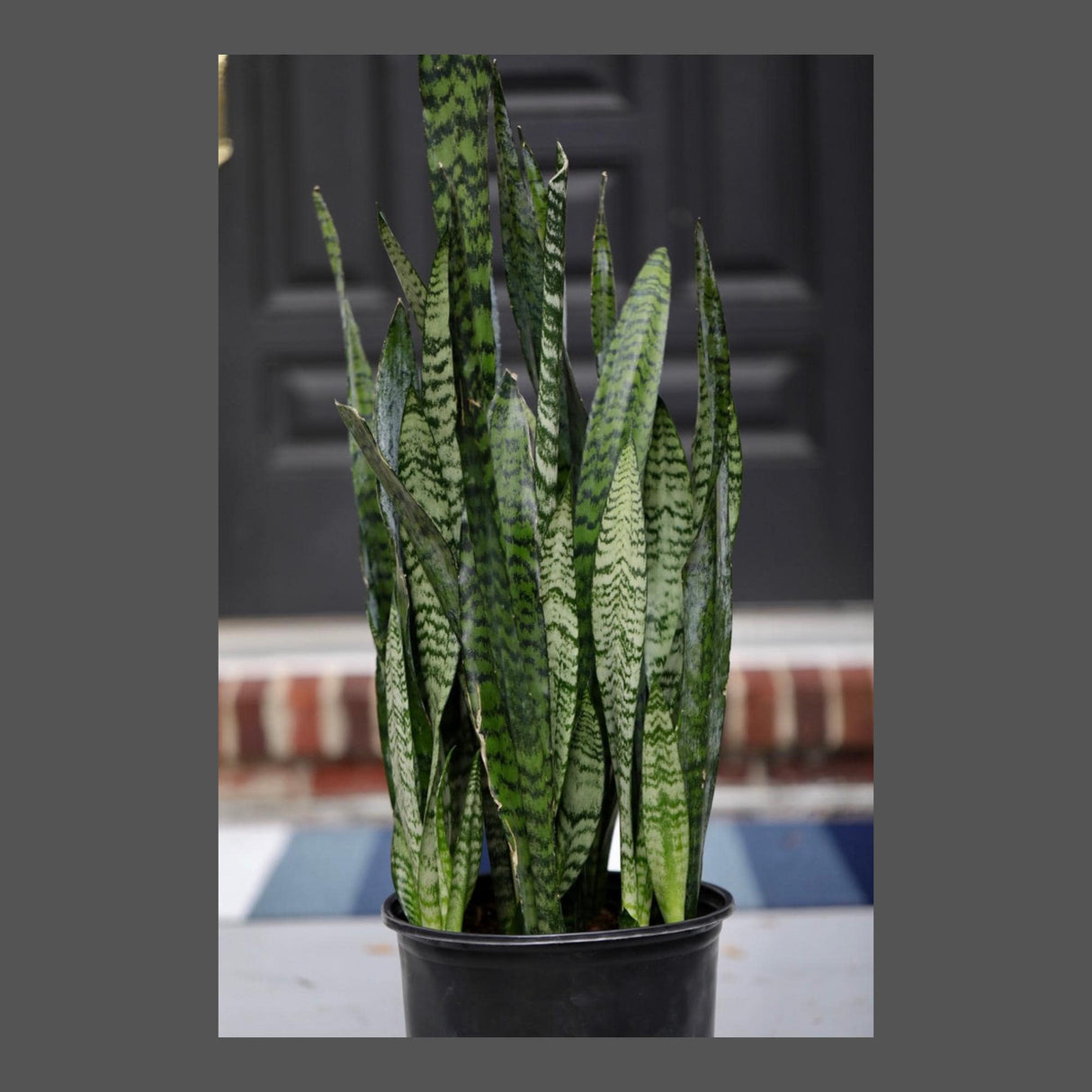 Sansevieria Zeylanica in a 10" Nursery Pot - Chameleon ZZ Plant - Snake Plan - Low Light Houseplants - Pet Safe Indoor Plants
