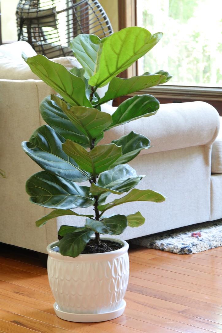 Fiddle Fig Tree Live Houseplant | Large Fixus Lyrata Fig Tree for indoor | 2.5 Feet Indoor Tree in 10” Nursery Pot