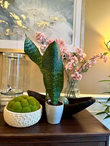 Sansevieria Shark Fin Masoniana in a 4" Pot - Live Indoor Gift HouseplantMother-in-Law Plant - Air Purifying Plants