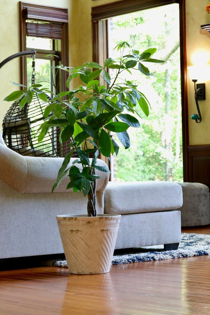 Money Tree Plant 3 Feet Tall in a 10" Nursery Pot - Good Luck Tree - Air Purifier Gift Houseplant - Pachira Aquatica Indoor Office Plant