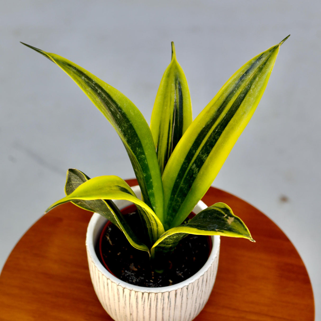 Rare Sansevieria La Rubia in a 3" Nursery Pot - Snake Plant - Low Light Indoor Houseplant - Air Purifying Plants - Mother-in-Law Plants
