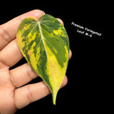 Variegated Philodendron Mican - Velvet Philodendron - Heartleaf Philodendron - Low Light Vining Indoor Plants - Exotic Office Plants