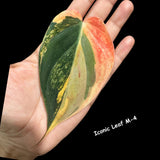 Variegated Philodendron Mican - Velvet Philodendron - Heartleaf Philodendron - Low Light Vining Indoor Plants - Exotic Office Plants