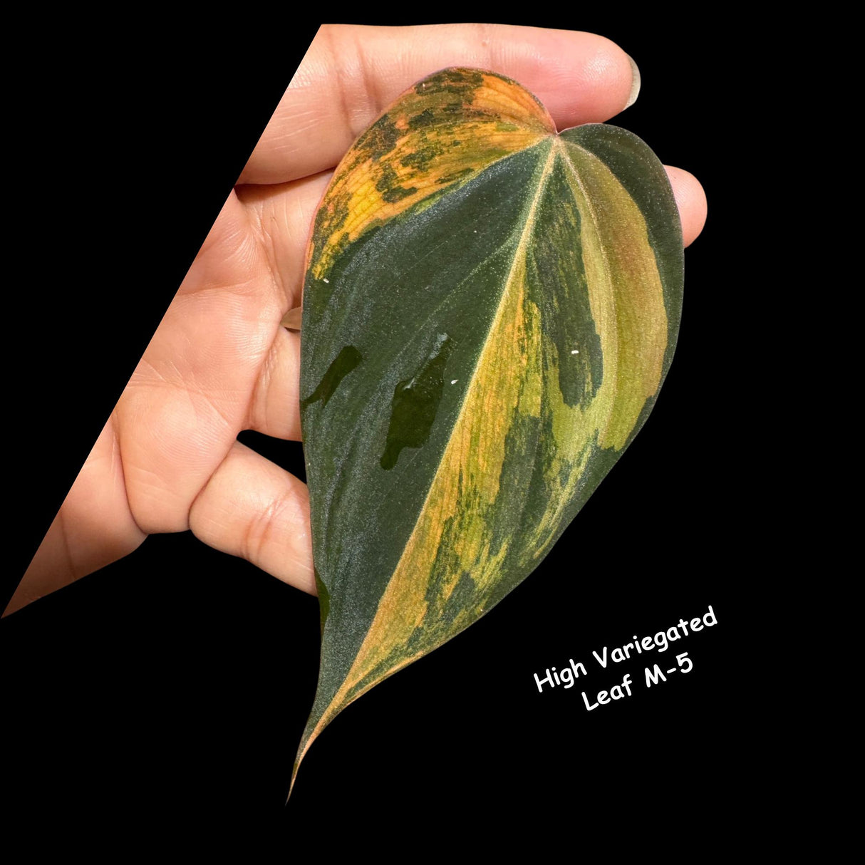 Variegated Philodendron Mican - Velvet Philodendron - Heartleaf Philodendron - Low Light Vining Indoor Plants - Exotic Office Plants