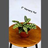 Live Calathea Lancifolia in a Pot - Air purifier Indoor plant - Low Light Houseplant - Rattle snake Plant - Office Gift Plants