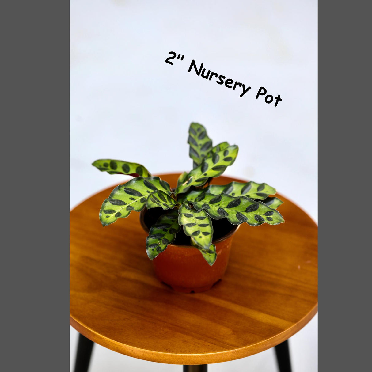 Live Calathea Lancifolia in a Nursery Pot - Air purifier Indoor plant - Low Light Houseplant - Rattlesnake Plant - Office Gift Plants