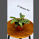 Live Calathea Lancifolia in a Nursery Pot - Air purifier Indoor plant - Low Light Houseplant - Rattlesnake Plant - Office Gift Plants
