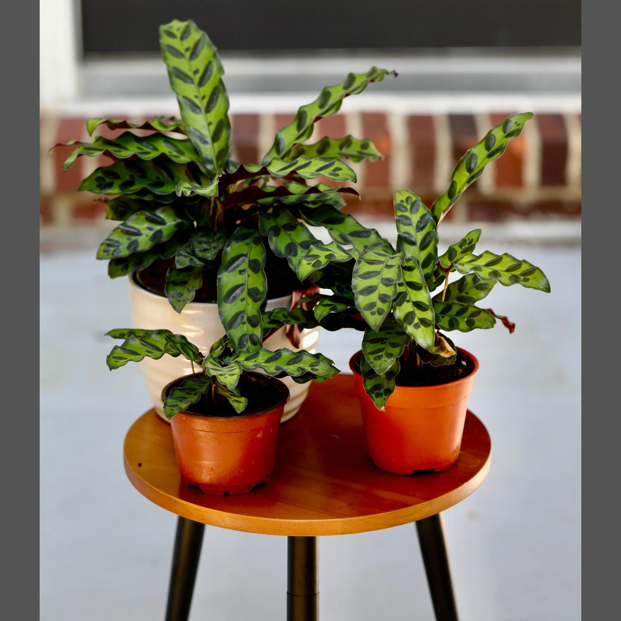 Live Calathea Lancifolia in a Pot - Air purifier Indoor plant - Low Light Houseplant - Rattle snake Plant - Office Gift Plants