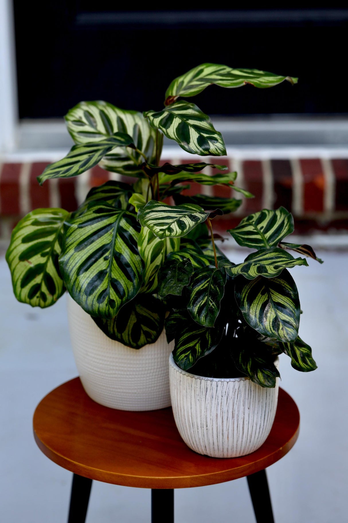 Live Calathea Makoyana in a Nursery Pot - Peacock Calathea - Air Purifier Houseplant - Low light Indoor Plants - Office Plants