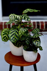 Live Calathea Makoyana in a Nursery Pot - Peacock Calathea - Air Purifier Houseplant - Low light Indoor Plants - Office Plants