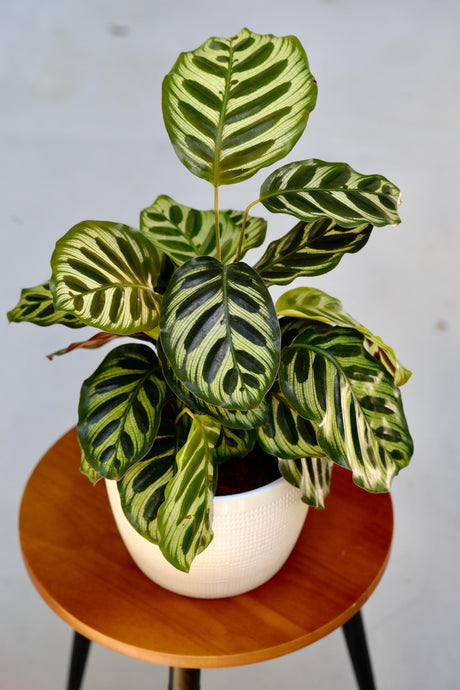 Live Calathea Makoyana in a Nursery Pot - Peacock Calathea - Air Purifier Houseplant - Low light Indoor Plants - Office Plants