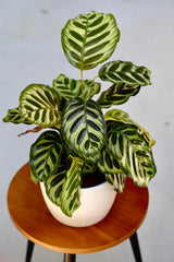 Live Calathea Makoyana in 6 inch Grow Pot - Peacock Calathea - Air Purifier Houseplant - Low light Indoor Plants - Office Plants